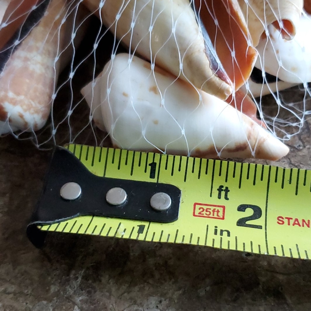 Sea Shells - Picture 3 of 4